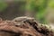 Brookesia thieli, domergue\\\'s leaf chameleon, thiel\\\'s pygmy chameleon