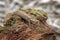 Brookesia thieli, domergue\\\'s leaf chameleon, thiel\\\'s pygmy chameleon