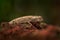 Brookesia thieli, Domergue`s leaf chameleon or Thiel`s pygmy in forest habitat. Exotic beautiful endemic green reptile with long