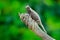 Brookesia thieli, Thiel`s Pygmy-Chameleon sitting on the branch in forest habitat. Exotic beautiful endemic green reptile with lo