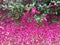 Brookgreen Gardens, Camellia flowers falling on ground