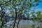 Brooklyn Bridge with lower Manhattan skyline, One World Trade Center in New York City through the green foliage of the