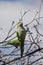 Brooklyn, New York: A monk parakeet at the historic Green-Wood Cemetery