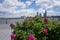 Brooklyn over East River seen from Manhattan side. Pink roses above the city landscape