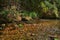 Brooks bank in northern Israel. Ayun Stream Nature Reserve