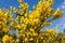 Broom in bloom, cytisus scoparius, flowers, plants, botanic
