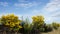 Broom in bloom, cytisus scoparius, flowers, plants, botanic