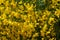 Broom bush in the sand dunes Sandweier