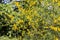 Broom bush with yellow flowers