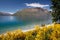 Broom bushes on the banks of Lake Wakatipu