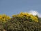 Broom bushes at the Costa del Sud, South Sardinia