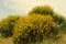 Broom bushes with yellow flowers