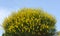 Broom bushes with yellow flowers