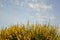 Broom bushes with yellow flowers