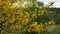 Broom bushes with yellow flowers