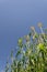 Broom corn in bloom, sorghum millet, blue sky copy space