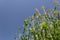 Broom corn, sorghum millet, growing tall against a cloudless blue sky