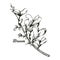 Broom flower, dyers greenwood, weed and whin, furze, green broom, greenweed, wood waxen vector illustration of blooming flowers.
