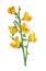 Broom flower or Genisteae or gorse and laburnum  flower. Antique hand drawn field flowers illustration. Vintage and antique flower