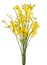 Broom flowers