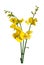 Broom flowers on white background