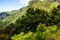 Broom in the Mountains in the north of the Island of Madeira