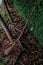 a broom stick that rests on a plant that creeps on the wall.