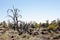 Broom stick tree in a natural semi-arid landscape