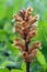 Broomrape