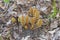 Broomrape Emerging from the Forest Floor