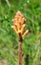 Broomrape Orobanche