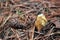 Broomrape Orobanche, a parasitic plant on the roots of trees in a pine forest