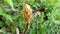 Broomrape in spring in Germany