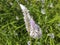 Broomrapes Plant Flower-Silver cockscomb