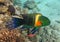 Broomtail Wrasse