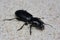 Broscus cephalotes, nocturnal carabid beetle in natural sandy habitat