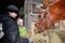 Brother and sister give brown horse hay