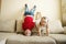 Brother and sister playing on the couch: the boy stands upside down