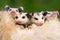 Brothers and sisters in one happy possum family