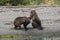 Brothers - Two young, cute  Grizzlis playing together in the wilderness of Alaska