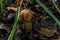 Broun birch bolete. Summer forest.