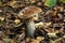 Broun birch bolete. Summer forest.