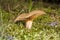 Broun mushroom Paxillus involutus