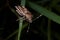 A brow common insect - stink bug on a single grass leaf