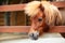 Brow miniature horse