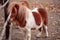 Brow miniature horse. Outdoors