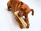 Browin mini pinscher dog eating a bone