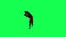 Brown 3D anthropomorphic magic horse in red tracksuit performing break dance from right angle on green screen 3D people walking ba