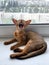 Brown abyssinian kitten yawns on the windowsill in the city