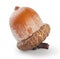 Brown acorn
